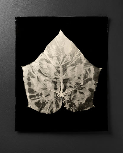 Empress Tree Leaf (Paulownia Tomentosa)