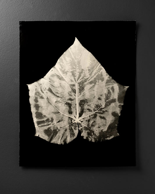 Empress Tree Leaf (Paulownia Tomentosa)