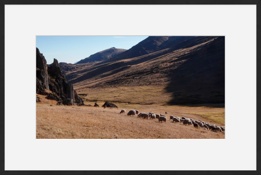 Andean Field