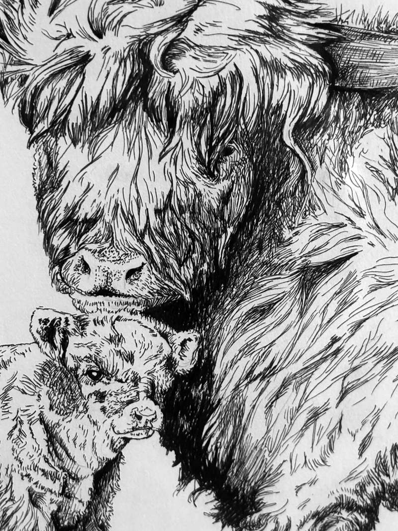 Highland Mother and Calf