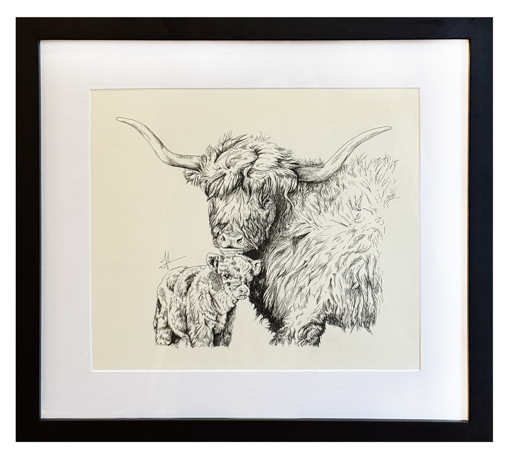 Highland Mother and Calf