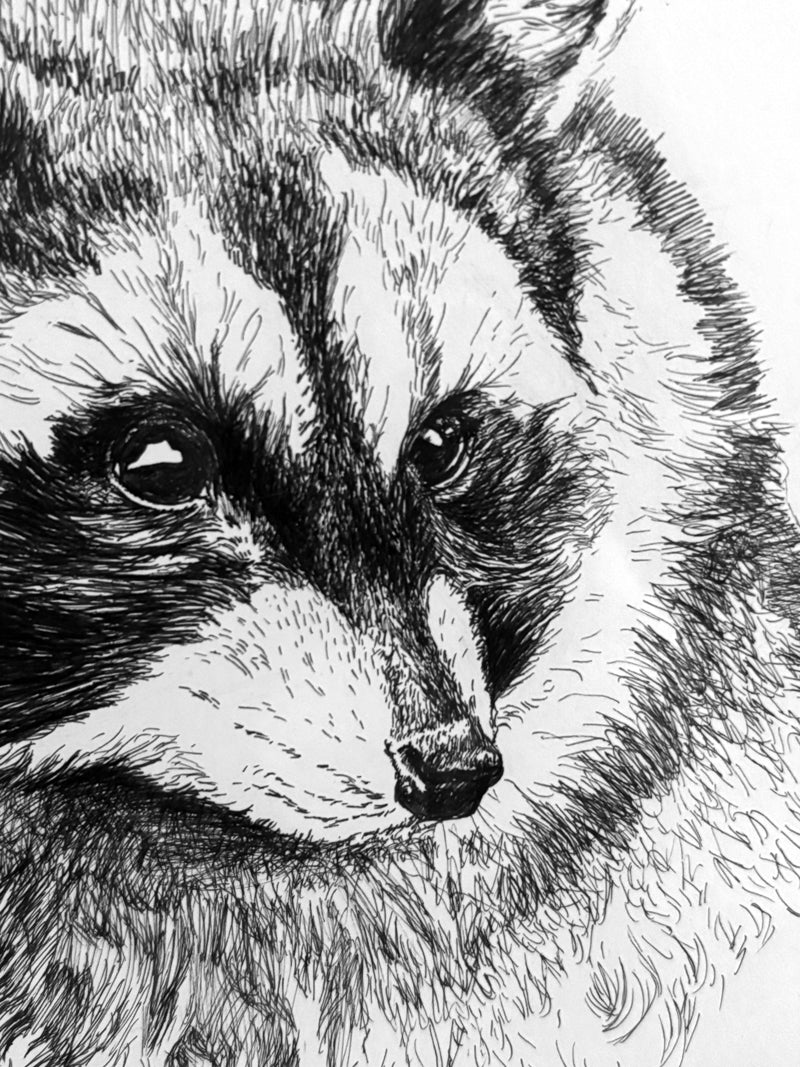 Portrait of a Raccoon